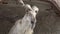 Everyday life of funny screw horn goats   in captivity