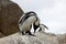 Everyones getting into the yoga craze. penguins perched on a rock at Boulders Beach in Cape Town, South Africa.