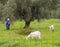 Evia Island, Greece. December 2020: A female shepherd grazes goats in a meadow in an olive garden on the Greek island of Evia in G