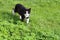 Evil black cat walks on green grass
