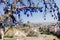 Evil Eye Beads on Tree and Fairy tale chimneys in Guvercinlik Valley