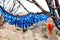 Evil eye charms hang from a tree in Cappadocia, Anatolia, Turkey