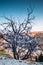 Evil eye talismans hang on a tree over volcanic rock landscape,