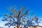 Evil eye talismans tree Cappadocia Turkey