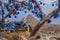 Evil eye in tree behind Uchisar Castle in Cappadocia, Uchisar, Turkey