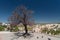 Evil eye tree, Goreme national park, Cappadocia Turkey