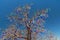 Evil eye tree over blue sky, traditional Turkish talisman beads, luck bringing souvenirs