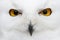 Evil eyes of the snow - Snowy owl Bubo scandiacus close-up por