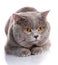 Evil gray British Shorthair cat with brown eyes