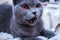 Evil Gray cat with red eyes close-up.. Scottish lop-eared