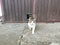 Evil looking black and white tabby cat approaching after passing cat flap