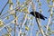 Evil Looking Common Grackle Perched in a Tree