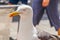 Evil looking seagull that looks like a murderer with blood on its beak ready to attack passerby but actually has ketchup from