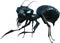 Evil Monster Ant, Beast, Isolated, Insect