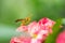 The evil wasp sitting on a pink flower