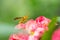 The evil wasp sitting on a pink flower