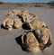 Evocative rock formations in desert