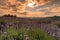 Evocative sunset over lavender field landscape