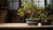 Evoke a sense of serenity with a close-up shot of a bonsai kumquat tree