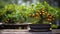 Evoke a sense of serenity with a close-up shot of a bonsai kumquat tree