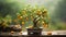 Evoke a sense of serenity with a close-up shot of a bonsai kumquat tree