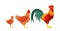 Evolution of Bird from Chick to Hen or Rooster. Fowl External Changes during Growing Up Icons Set. Vector Illustration