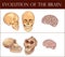 Evolution of the brain vector illustration