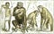 Evolution of mammals towards the human type, vintage engraving
