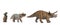 Evolution of triceratops into years. Baby, young and adult triceratops on white background