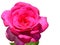 Evolved flower of deep pink decorative rose Lady Like, Tantau 1989 on white background