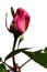 Evolving bud of deep pink decorative rose Lady Like, Tantau 1989 on white background