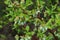 Evolving spring flower buds of Northern Highbush Blueberry,