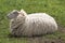 Ewe awaiting shearing