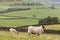 Ewe with grazing lamb