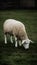 Ewe grazing peacefully in rustic farm setting