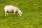 Ewe Grazing on Vibrant Rolling Summer Grass