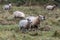 Ewe and half grown lamb in scrubby field
