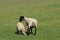 Ewe and her lamb on the Sussex Southdowns.