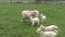 Ewe with her lambs