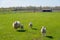 Ewe with her lambs posing in the meadow