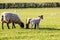 A ewe and her lambs in the Sussex countryside, on a sunny spring day