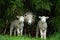 Ewe and her twin lambs