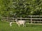 Ewe with lamb by fence