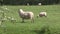 Ewe and lamb grazing in a field.