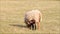 Ewe and lamb grazing in the meadow