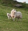 Ewe & Lamb (Ovis aries)