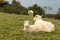 Ewe with lamb resting on grass