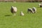 Ewe and Lambs