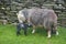 Ewe and new-born lamb, Coniston