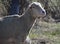 Ewe in Pasture in Carson City, Nevada